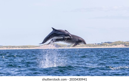 Pair Of Dolphins Leaping Out Of Water 