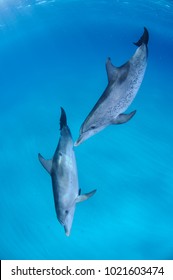 Pair Of Dolphins Swimming In Sync In Clear Waters Of Bahamas