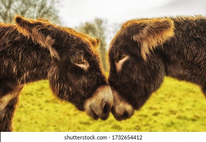 A pair of donkeys looks into their eyes	 - Shutterstock ID 1732654412