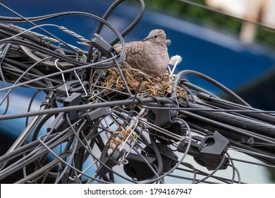 Pair Of Dove Birds Making Their Nest In Some Light Cables. Urban Nature