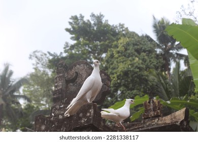 
a pair of doves lurking, looking for a nesting site