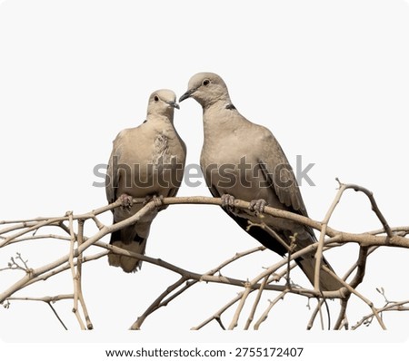 Pair of Doves Side View Sitting and Nuzzling on Branch White Background