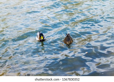 Pair of ducks