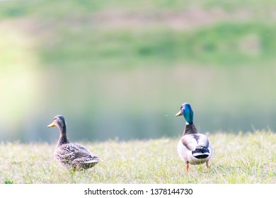Pair of ducks