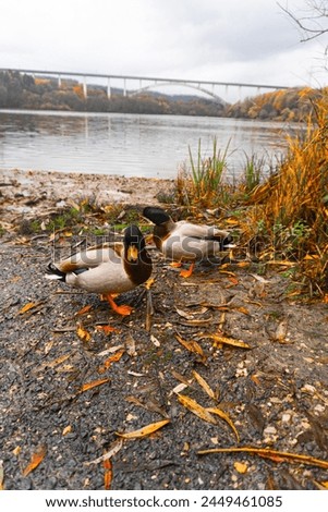 Similar – Image, Stock Photo Wild and yet so close