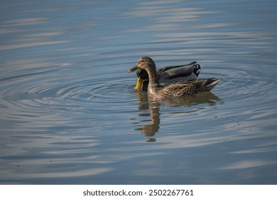 pair of ducks gracefully float on a calm body of water. 