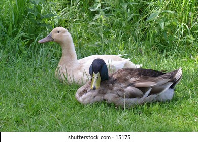 A pair of ducks resting in the grass