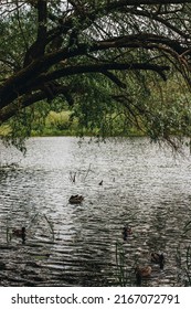 Pair Of Ducks Swim In A Blue Water Pond In The Summer With A Green Tree On The Shore That Creates Shade.