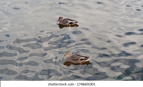 A Pair Of Ducks Swim In The River. Migration Of Migratory Birds. Protection Of Animals. Animal Behavior In The Wild. Observation Of Animals. Swimming Duck Image.