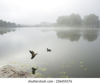 Pair Of Ducks In Water On Foggy Day