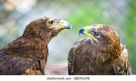A pair of eagles facing each other