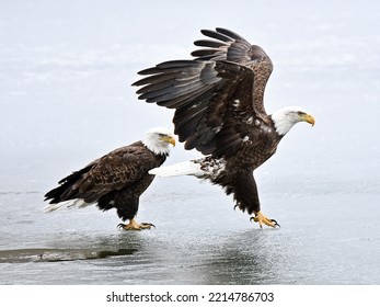 A Pair Of Eagles On Icy Lake