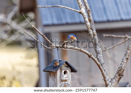 A pair of eastern bluebird (Sialia sialis). Birds are looking for a nesting place in a nesting box in the garden. Its a small North American migratory thrush