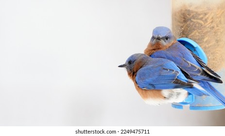 A Pair of Eastern Bluebirds Huddle Together At a Mealworm Feeder in the Cold of Winter