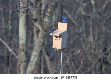 756 Bluebird box Images, Stock Photos & Vectors | Shutterstock