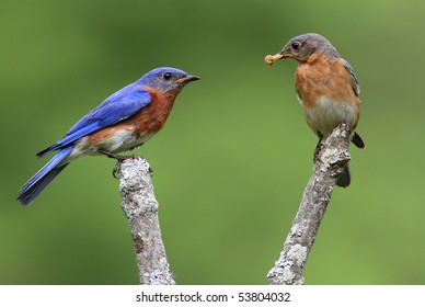 231 Eastern bluebird pair Images, Stock Photos & Vectors | Shutterstock