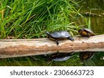 A pair of Eastern Painted Turtle  (chrysemys picta) hang out on a log.
