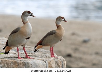 Pair of Egyptian geese on the banks of the Douro looking to the riverr. Focus on the goose in the background. Egyptian goose although exotic in Portugal has been seen from time to time, here and there - Shutterstock ID 2318247025