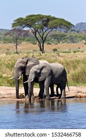 A Pair Of Elephant Bulls Have A Relaxing Drink On The Banks Of The Great Ruaha River.