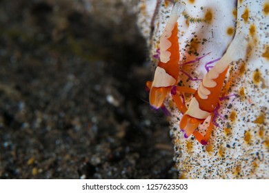 5 Pair emperor shrimp Images, Stock Photos & Vectors | Shutterstock