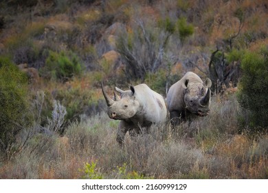 Pair of endangered black rhinos standing close together in the arid karoo