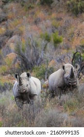 Pair of endangered black rhinos standing close together in the arid karoo