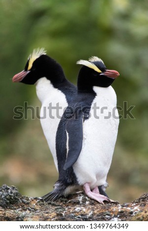 Pair of Erect-crested Penguins (Eudyptes sclateri) on the Antipodes Islands, New Zealand. Standing on a rock.