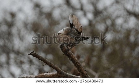 A pair of Eurasian Collared Doves sitting together on a branch in their natural habitat, showcasing the distinctive black neck collar and social behavior.