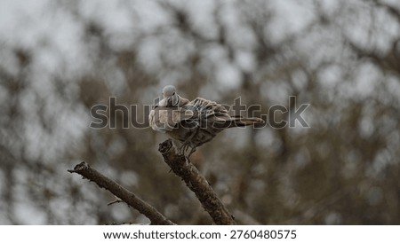 A pair of Eurasian Collared Doves sitting together on a branch in their natural habitat, showcasing the distinctive black neck collar and social behavior.