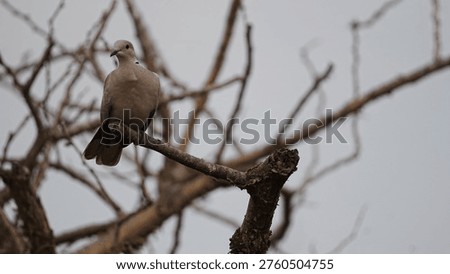 A pair of Eurasian Collared Doves sitting together on a branch in their natural habitat, showcasing the distinctive black neck collar and social behavior.