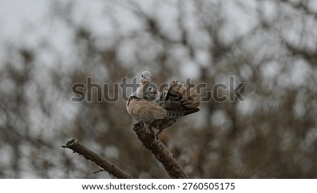 A pair of Eurasian Collared Doves sitting together on a branch in their natural habitat, showcasing the distinctive black neck collar and social behavior.