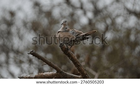 A pair of Eurasian Collared Doves sitting together on a branch in their natural habitat, showcasing the distinctive black neck collar and social behavior.