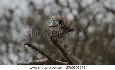 A pair of Eurasian Collared Doves sitting together on a branch in their natural habitat, showcasing the distinctive black neck collar and social behavior.