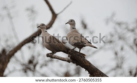 A pair of Eurasian Collared Doves sitting together on a branch in their natural habitat, showcasing the distinctive black neck collar and social behavior.