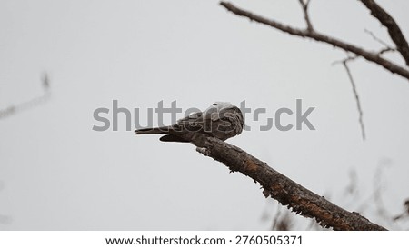 A pair of Eurasian Collared Doves sitting together on a branch in their natural habitat, showcasing the distinctive black neck collar and social behavior.