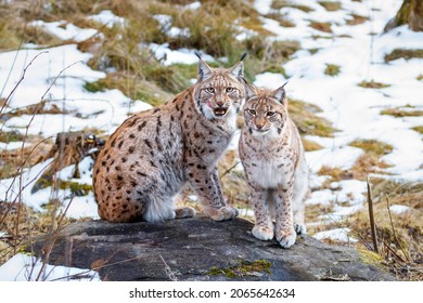 Pair of Eurasian lynx, Lynx lynx, sitting on rock on forest meadow. Beautiful bobcat in winter season. Wild big cat mother and cute cub. Wildlife nature habitat. Snow meltdown. Maternal instinct.
