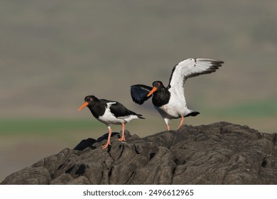 PAir of eurasian oystercatchers (common pied oystercatcher, palaearctic oystercatcher) - Haematopus ostralegus - on rock at green background. Photo from Sæberg in Iceland.