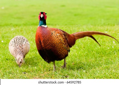 Pair of European Ring Necked Pheasants Vibrant on Grass
