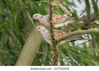 A pair of European Turtle Doves perching in a tree. The European turtle dove (Streptopelia turtur) is a member of the bird family Columbidae, the doves and pigeons.