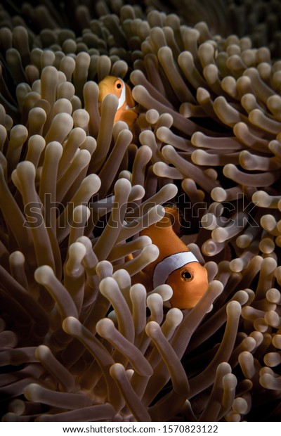 A pair of\
False clown anemone fish in its\
anemone