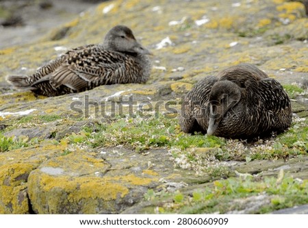 A pair of female Eider Ducks (also commonly known as Cuddy or St Cuthberts Ducks) spread their wings over their chicks to evade predators 