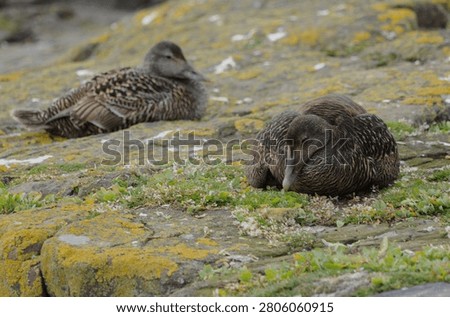 A pair of female Eider Ducks (also commonly known as Cuddy or St Cuthberts Ducks) spread their wings over their chicks to evade predators 
