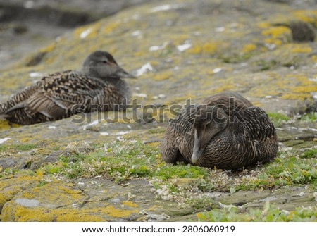A pair of female Eider Ducks (also commonly known as Cuddy or St Cuthberts Ducks) spread their wings over their chicks to evade predators 