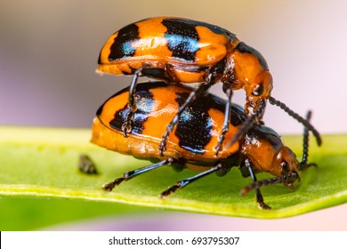 Pair Female Male Orange Black Leaf Stock Photo 693795307 | Shutterstock