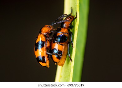 Pair Female Male Orange Black Leaf Stock Photo 693795292 