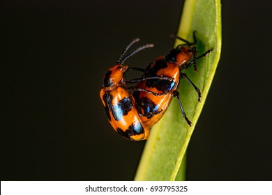 Pair Female Male Orange Black Leaf Stock Photo 693795292 | Shutterstock