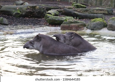 Pair Of Female Tapirs, Meena & Luna, Enjoying Swimming And Playing (Tapirus Terrestris)