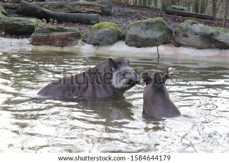 Pair of Female Tapirs, Meena & Luna, enjoying swimming and playing (Tapirus terrestris)