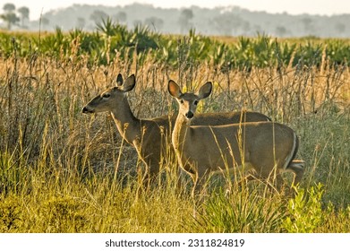 A pair of female white-tailed deer, Odocoileus virginianus,  in the dry prairie in Florida. The younger doe looks straight at the camera, alert and curious. The background is a palmetto grassland. 