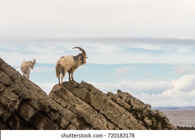 Pair of feral mountain goat on rocks above sea. Long-haired billy and nanny goats at Brean Down in Somerset, part of a wild herd